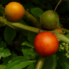 Cocona (Solanum sessiliflorum)