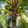 Coconut Palm Tree (Cocos nucifera)