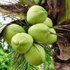 Coconut Palm Tree (Cocos nucifera)