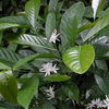 Coffee (Coffea liberica)