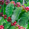 Coffee (Coffea liberica)