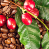 Coffee (Coffea arabica)