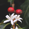 Coffee (Coffea arabica)