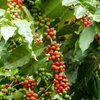 Coffee (Coffea arabica)