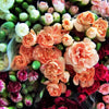 100 RAINBOW CARNATION Mix Mixed Colors Dianthus Caryophyllus Flower Seeds