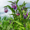 Comfrey (Symphytum uplandicum)