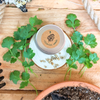 Organic Cilantro Seeds