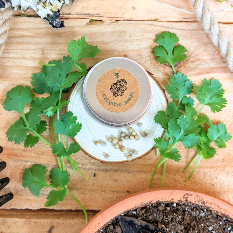 "Cooking Herbs" Seed Collection – photo 8