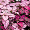 10 Dwarf ROSE Pink POLKA DOT PLANT Splash Select Hypoestes Phyllostachya Flower Houseplant Seeds