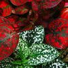 10 Dwarf RED POLKA DOT PLANT Splash Select Hypoestes Phyllostachya Flower Houseplant Seeds