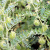 100 GREEN LENTIL Lentils Lens Culinaris Vegetable Seeds
