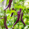 100 MIXED CAYENNE PEPPER Hot Yellow Purple Orange Red Green Capsicum Vegetable Seeds