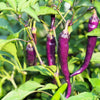 100 MIXED CAYENNE PEPPER Hot Yellow Purple Orange Red Green Capsicum Vegetable Seeds