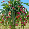 20 WHITE DRAGON FRUIT (Pitaya / Pitahaya / Strawberry Pear) Hylocereus Undatus Cactus Seeds