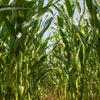 Lady Fingers Popcorn Seeds – Corn Zea Mays White Yellow Vegetable – photo 2