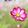 300 CANDY STRIPE COSMOS Bipinnatus Pink White Flower Seeds