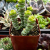 Crassula Baby Necklace
