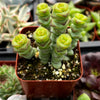 Crassula Baby Necklace