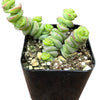 Crassula Baby Necklace