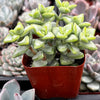 Crassula Rupestris Rosary Vine