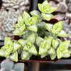 Crassula Rupestris Rosary Vine