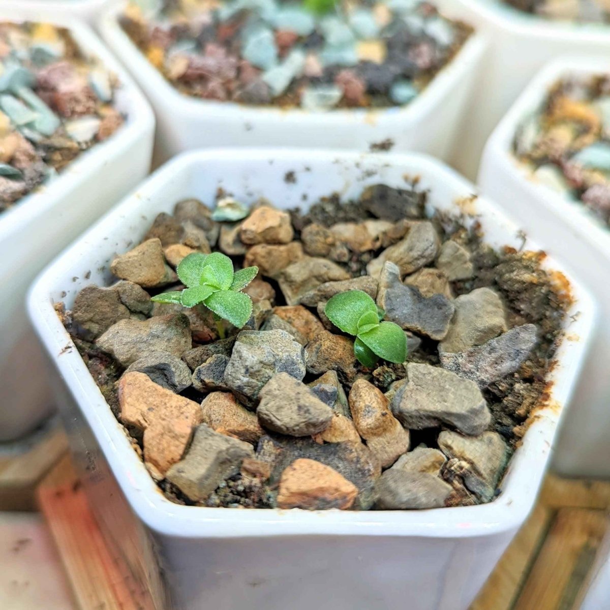 Crassula Mix Seeds – photo 3
