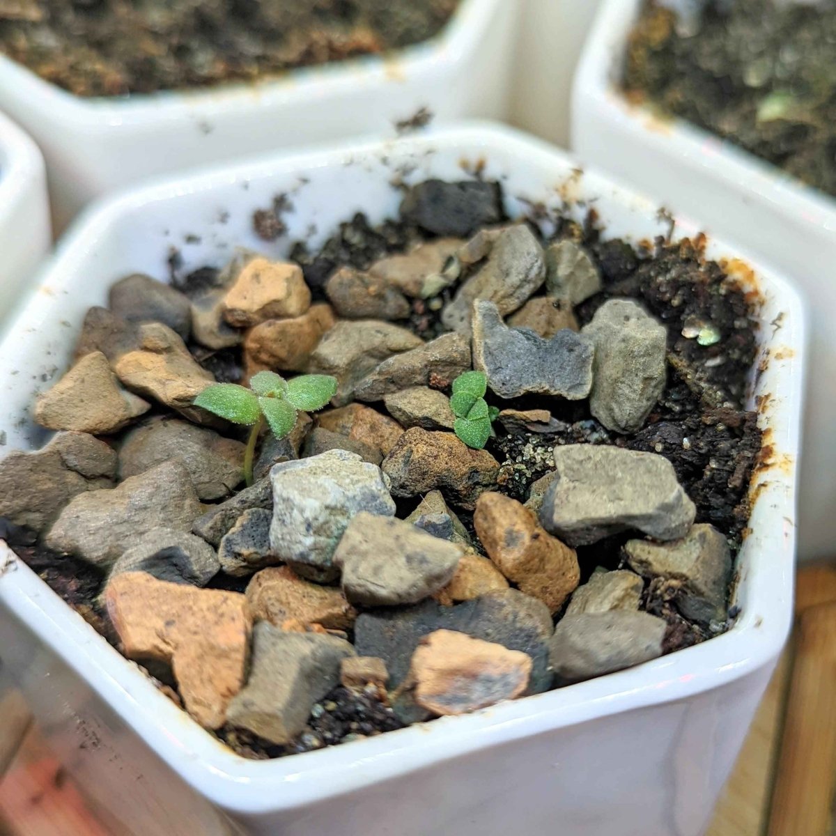 Crassula Mix Seeds – photo 2
