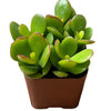 Jade Plant