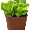 Jade Plant