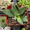 Crassula Tiger's Jaw