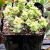 Crassula Tom Thumb