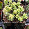 Crassula Tom Thumb