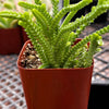 Crassula Watch Chain