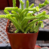 Crassula Watch Chain