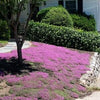 Thyme for a Change – Red Creeping Thyme Seed – photo 8