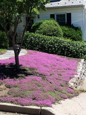 Thyme for a Change – Red Creeping Thyme Seed – photo 8