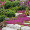 Thyme for a Change – Red Creeping Thyme Seed – photo 9