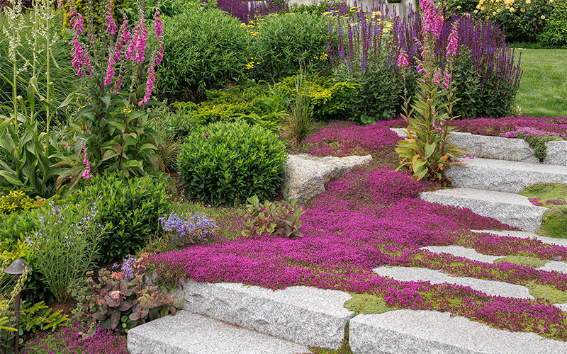 Thyme for a Change – Red Creeping Thyme Seed – photo 9