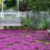 Thyme for a Change – Red Creeping Thyme Seed – photo 5