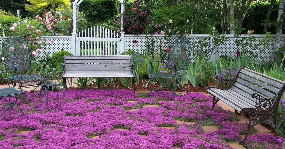 Thyme for a Change – Red Creeping Thyme Seed – photo 5