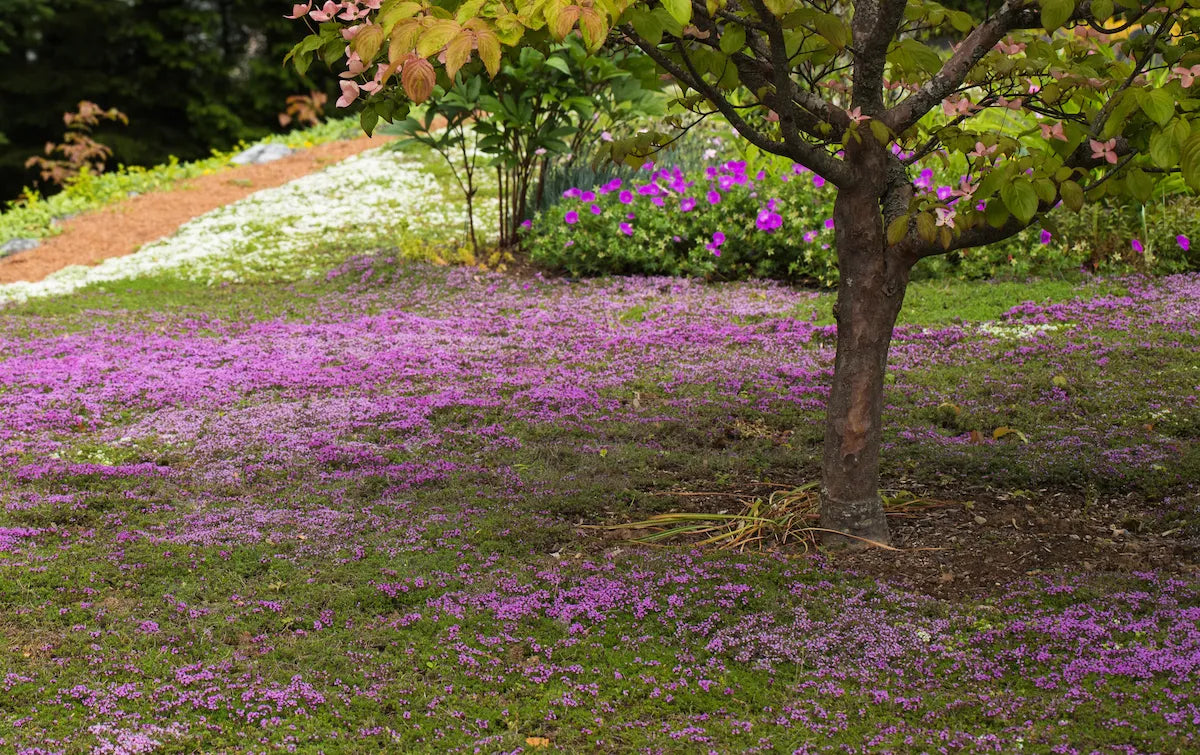 Thyme for a Change – Red Creeping Thyme Seed – photo 3