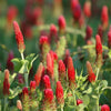 Crimson Clover, Over & Over (Trifolium Incarnatum) Seed – photo 3