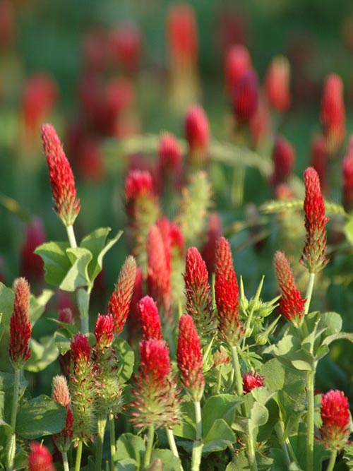 Crimson Clover, Over & Over (Trifolium Incarnatum) Seed – photo 3