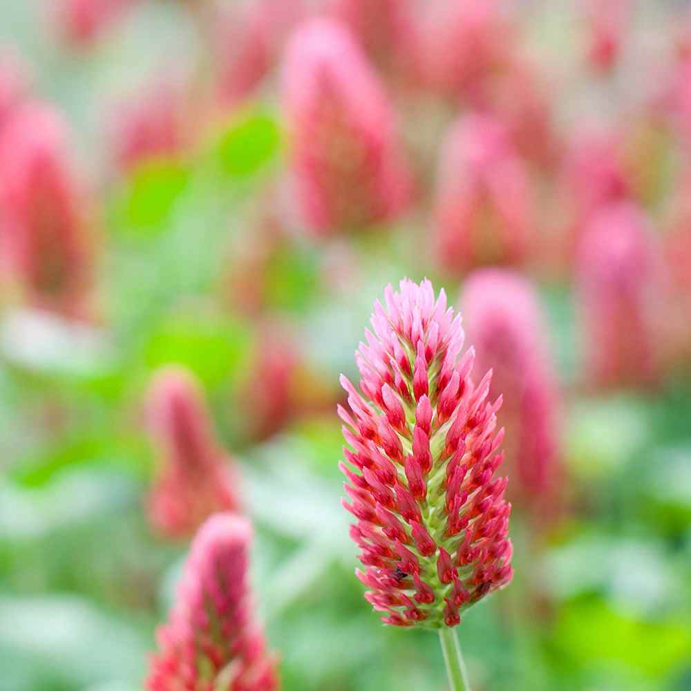 Crimson Clover, Over & Over (Trifolium Incarnatum) Seed – photo 2
