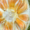 Jackfruit 'Crunchy' (Artocarpus heterophyllus)
