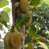 Jackfruit 'Crunchy' (Artocarpus heterophyllus)