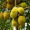Jackfruit 'Crunchy' (Artocarpus heterophyllus)