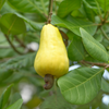 Cashew, Yellow (Anacardium occidentale)