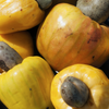 Cashew, Yellow (Anacardium occidentale)