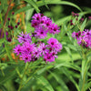250 PURPLE IRONWEED Prairie Vernonia Fasciculata Flower Seeds